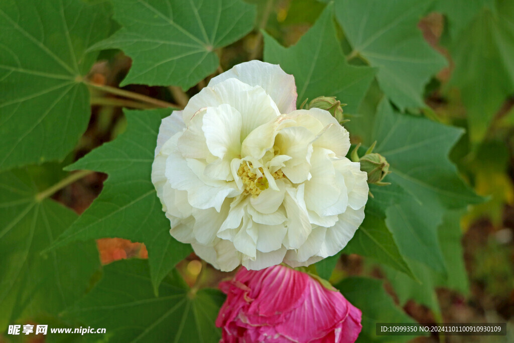 白色木芙蓉花