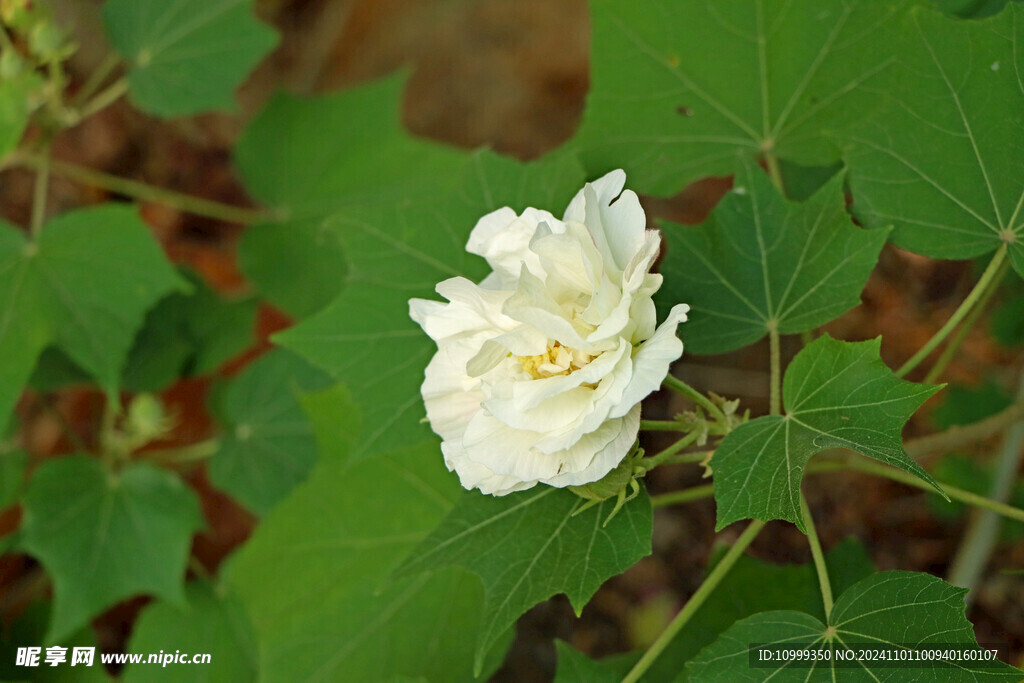 白色木芙蓉花