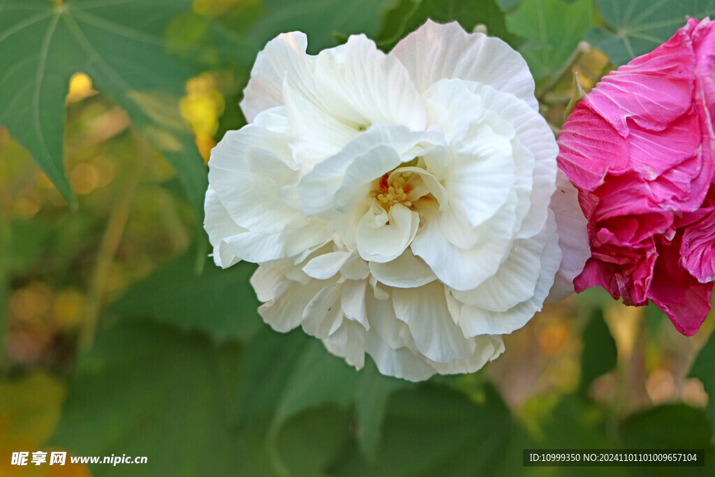 白色木芙蓉花