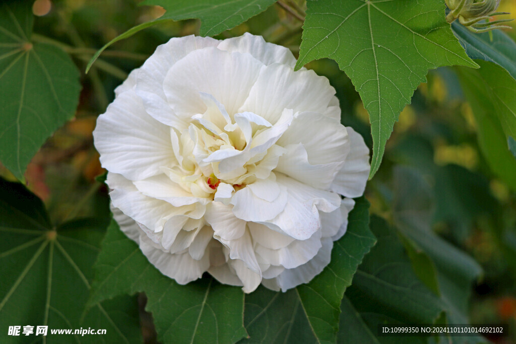 白色木芙蓉花