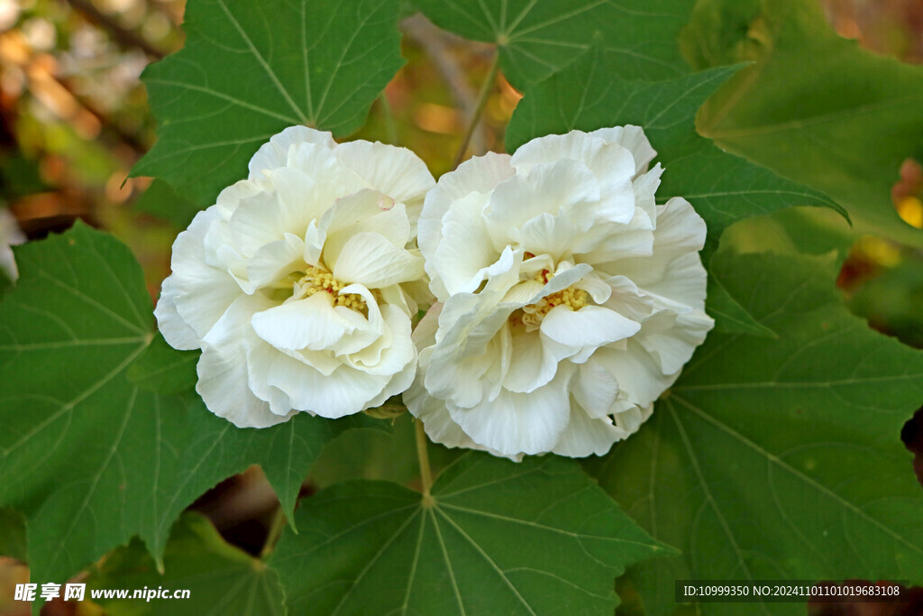 白色木芙蓉花