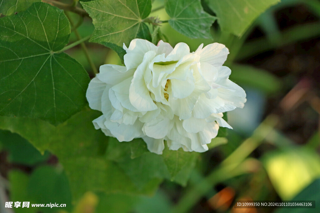 白色木芙蓉花