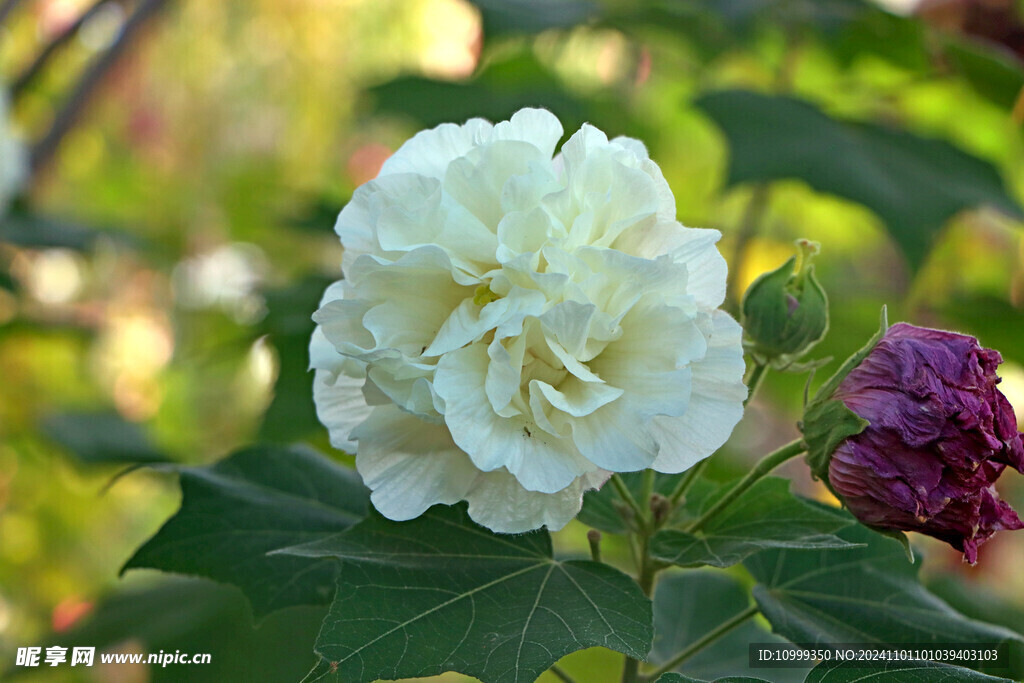 白色木芙蓉花