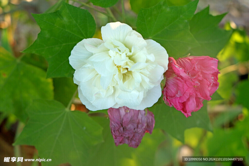 白色木芙蓉花