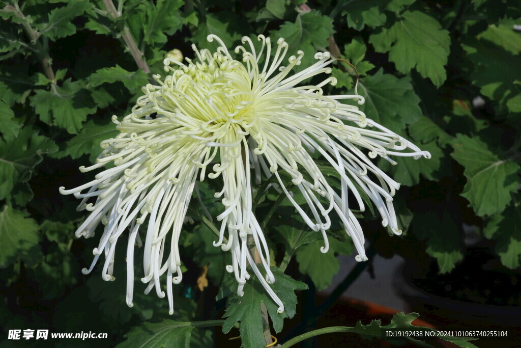 菊花 