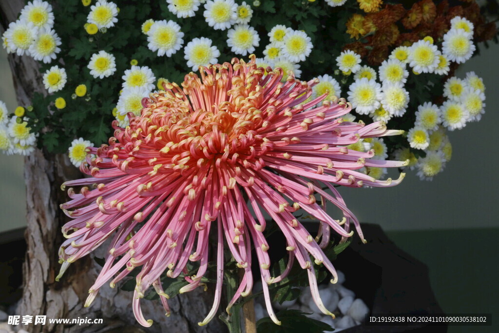 菊花 