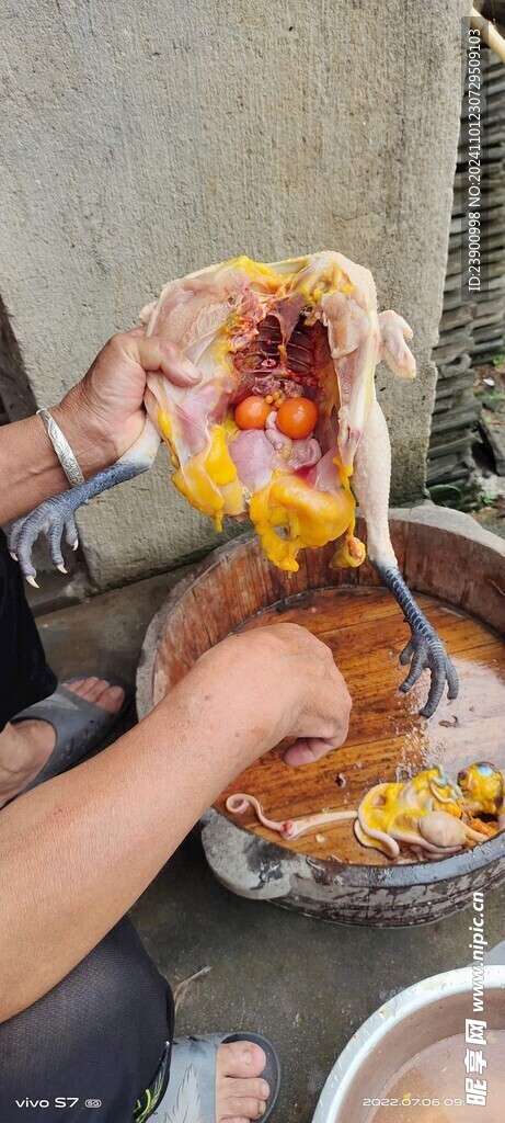 土鸡