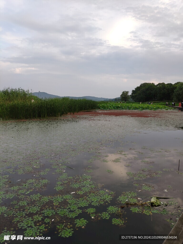 浮萍