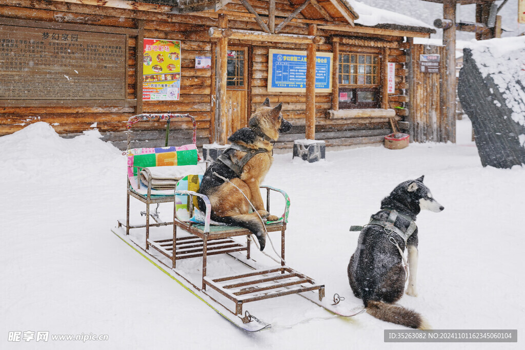 狗拉爬犁