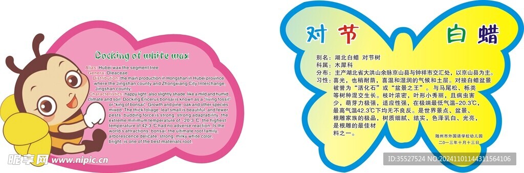 对节白蜡