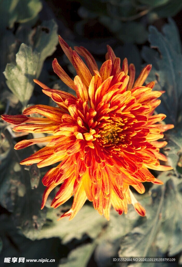 菊花