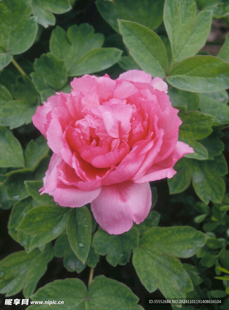 牡丹花