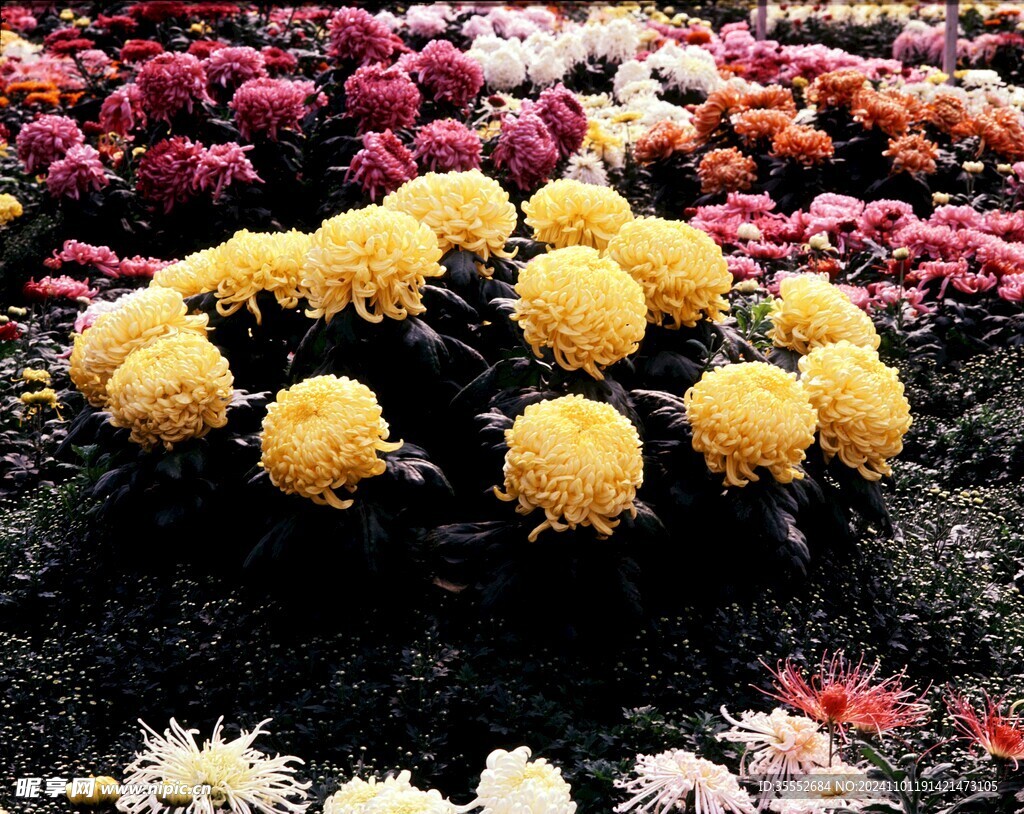 菊花