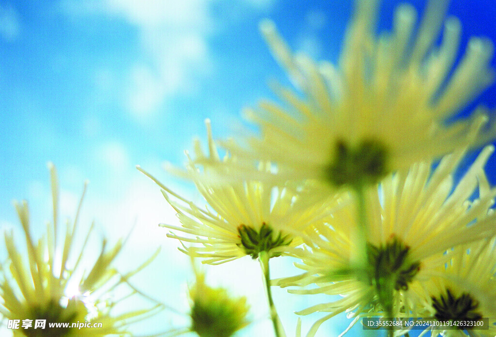 菊花