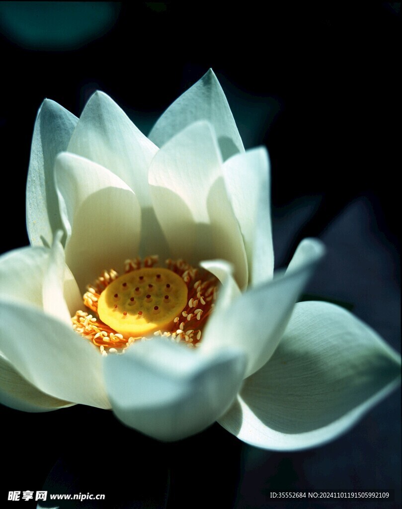 莲花