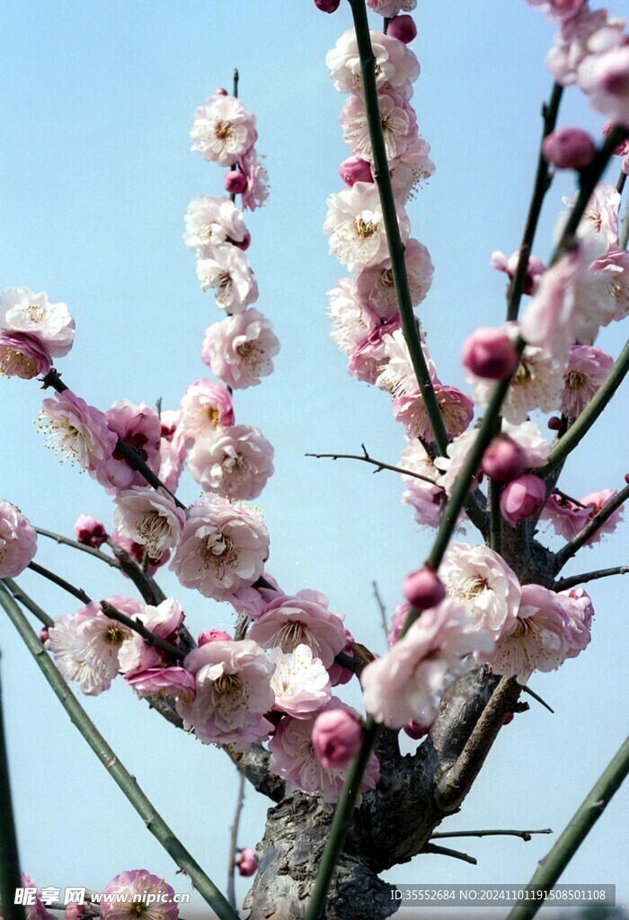 梅花