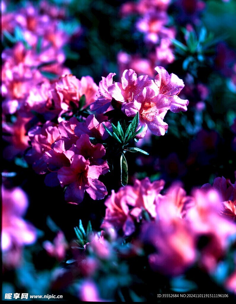 杜鹃花