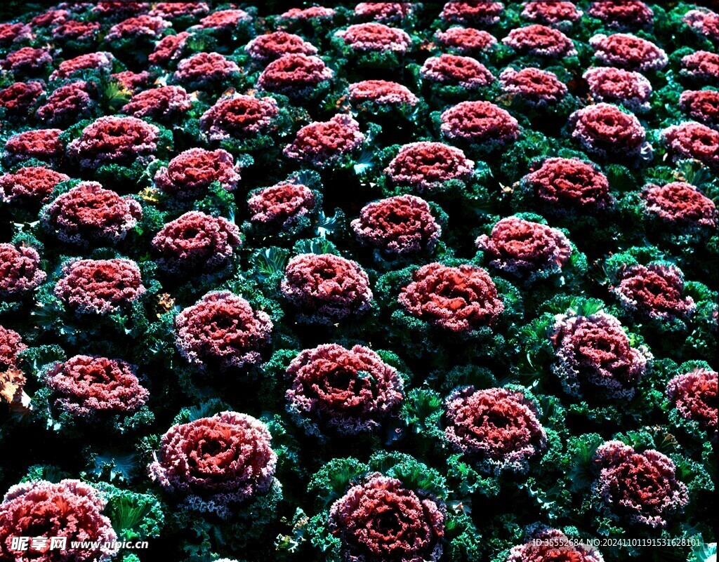 卷心菜花