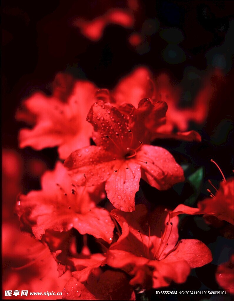 杜鹃花