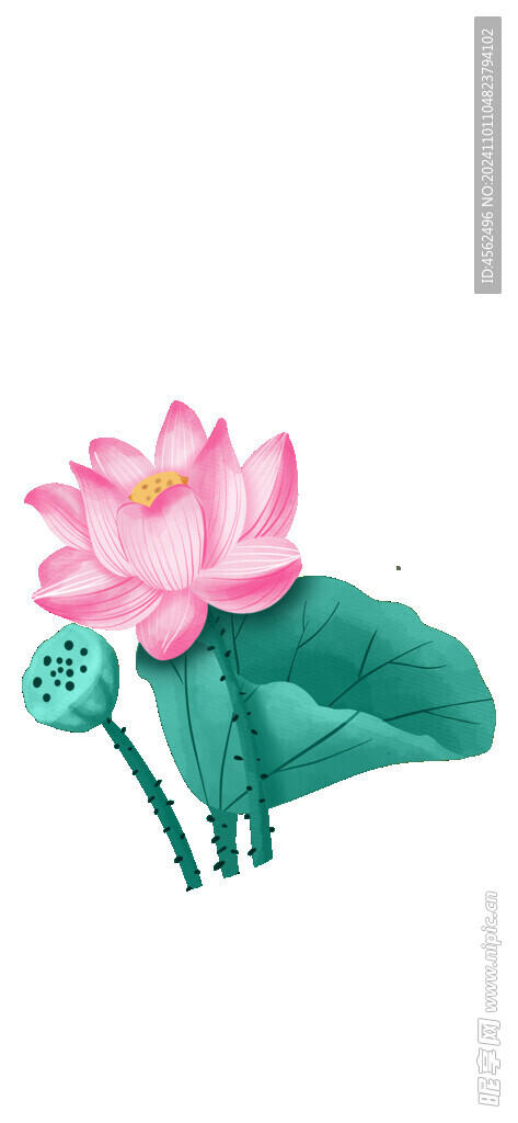 荷花素材