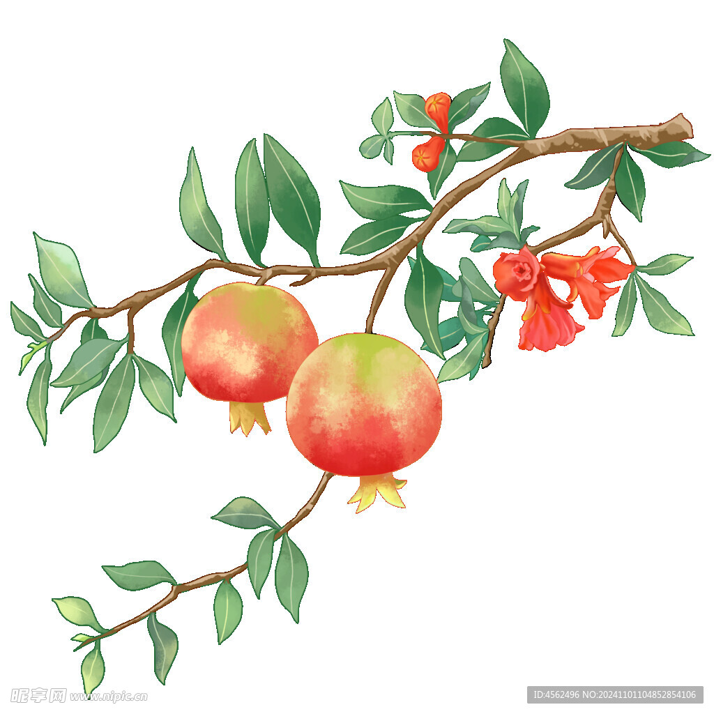 石榴插画素材