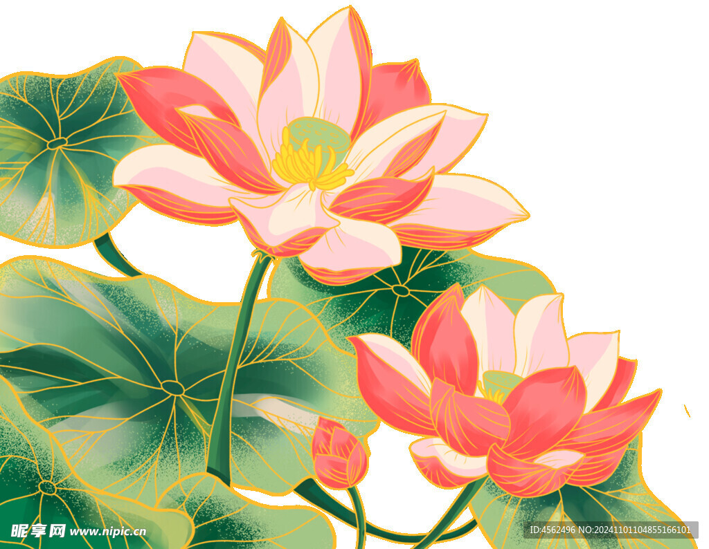 荷花素材