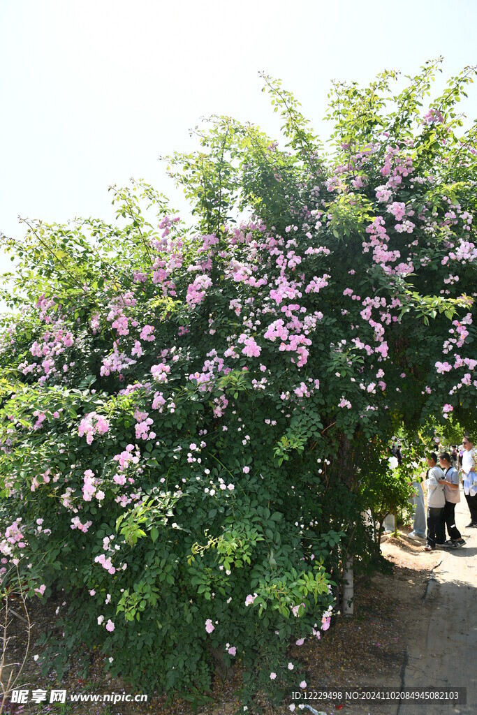 花海