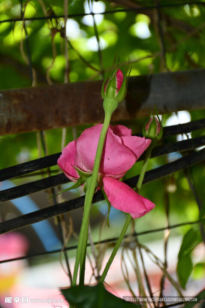 月季花