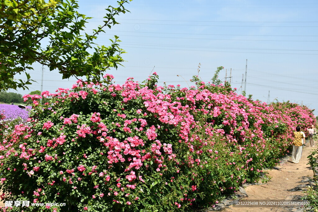 花海