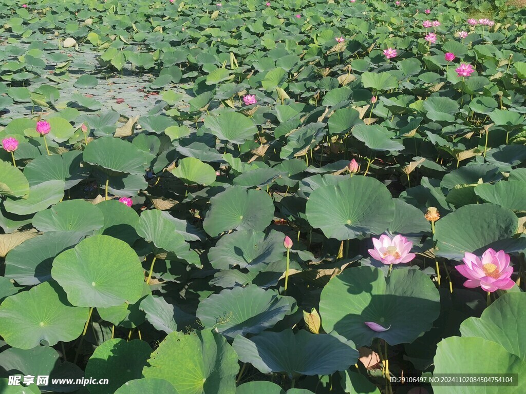 镜泊湖荷花池