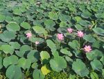 镜泊湖荷花池