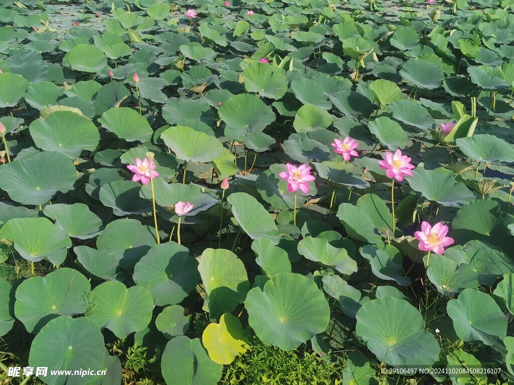 镜泊湖荷花池