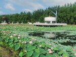 镜泊湖荷花池