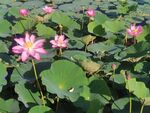 镜泊湖莲花湖