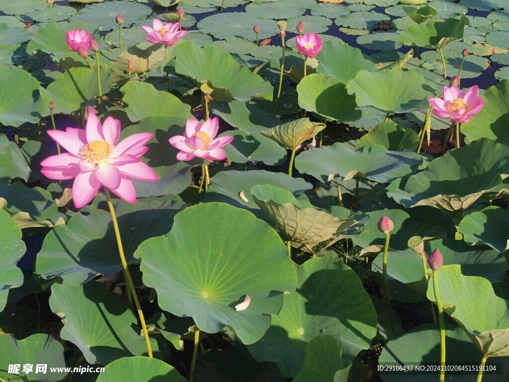 镜泊湖莲花湖