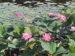 镜泊湖莲花湖