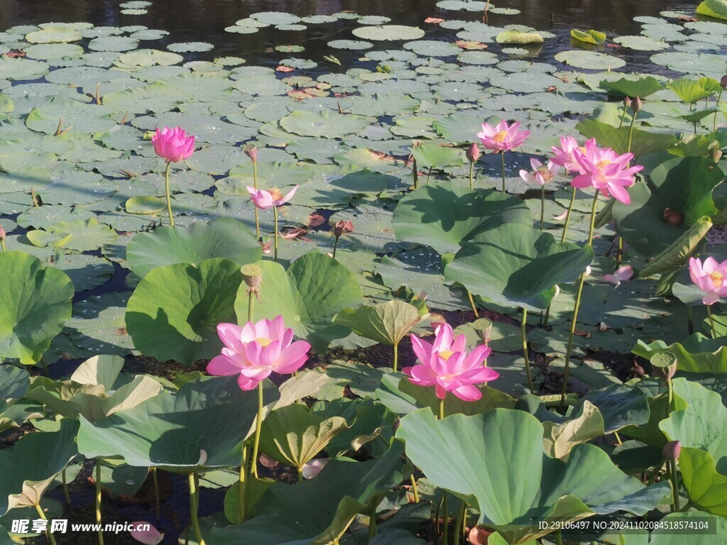 镜泊湖莲花湖