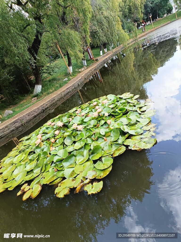 睡莲