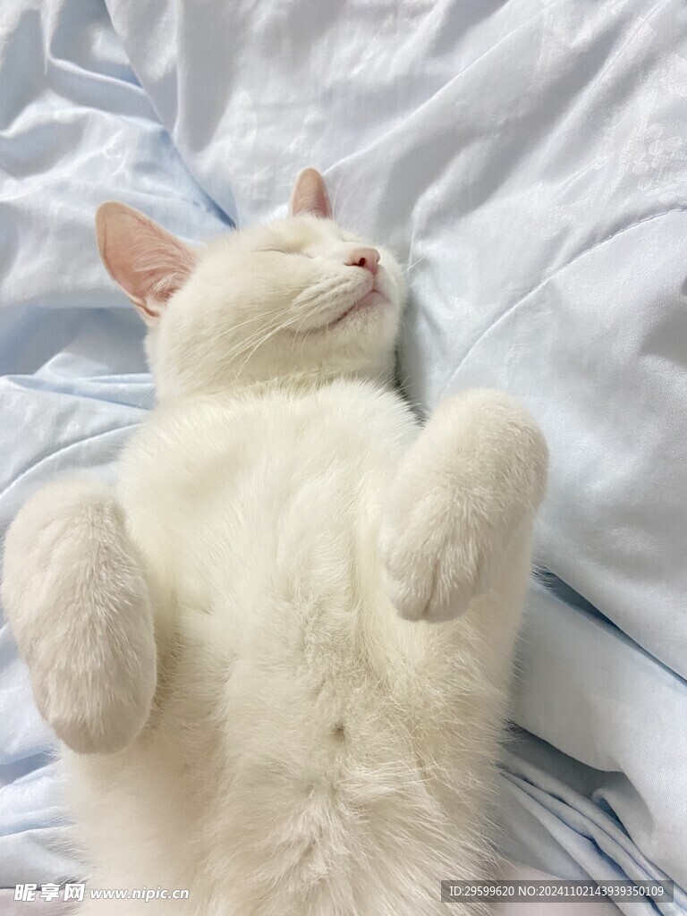 白猫 