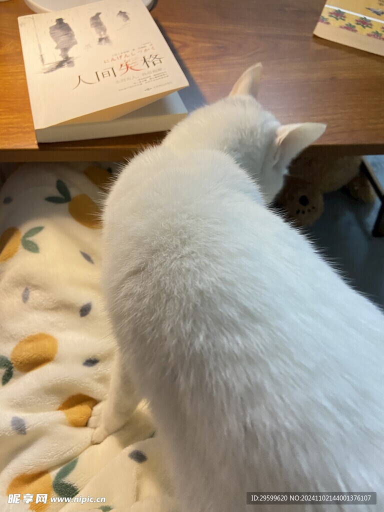 白猫  
