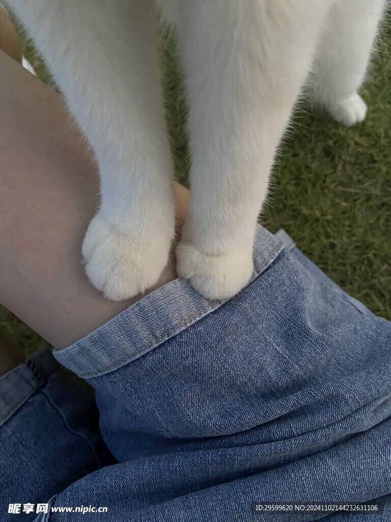 白猫 