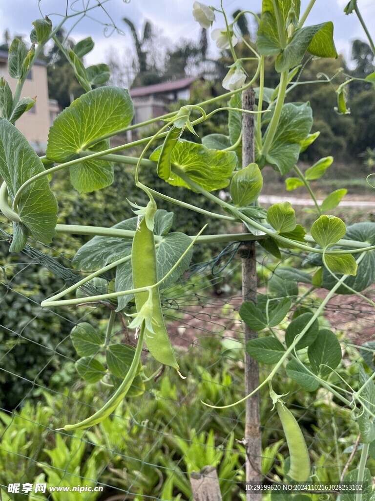 外婆的菜园 