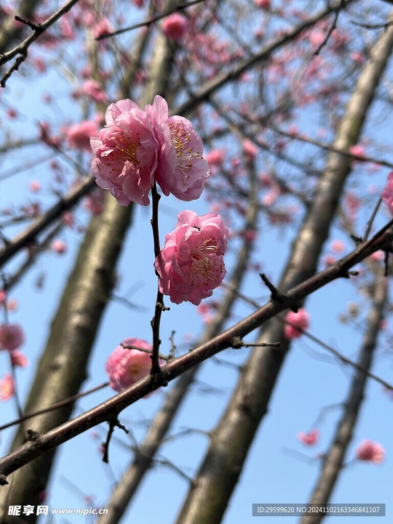 梅花 