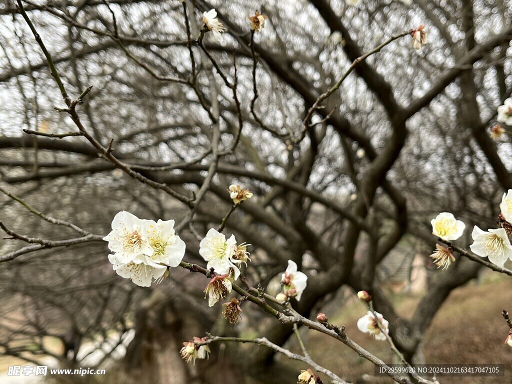 清新李花 