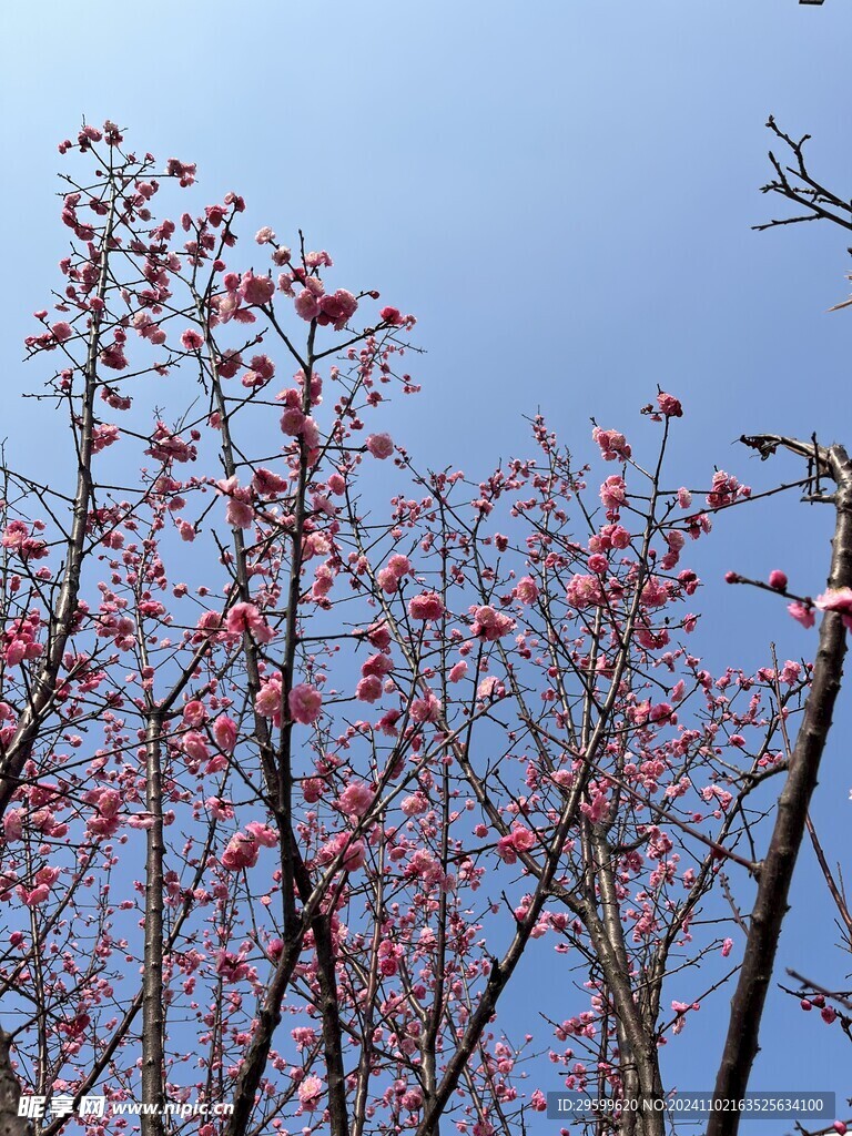 梅花 