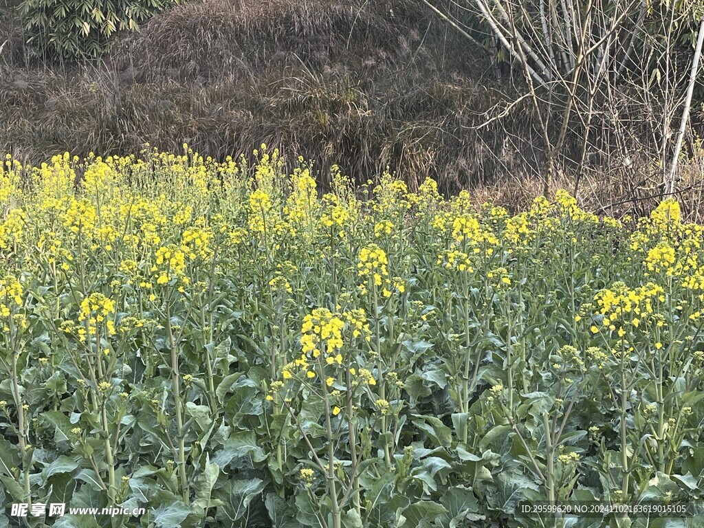 油菜花 