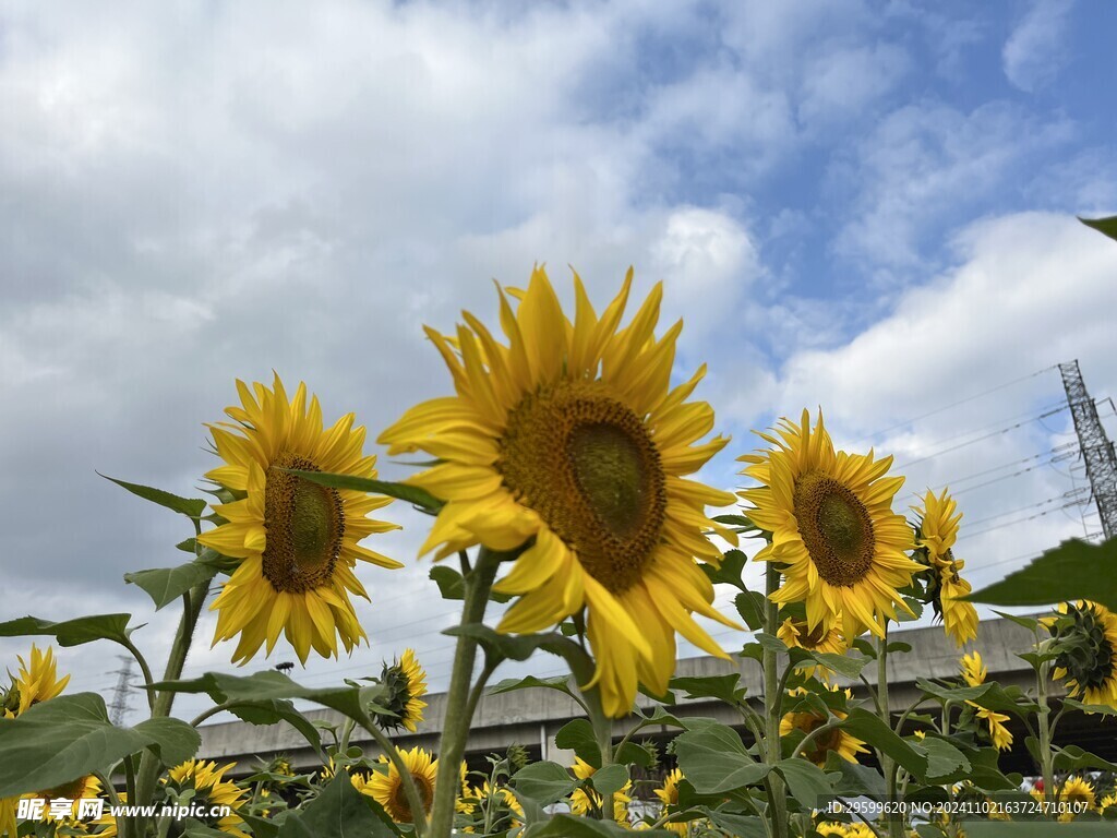 向日葵  