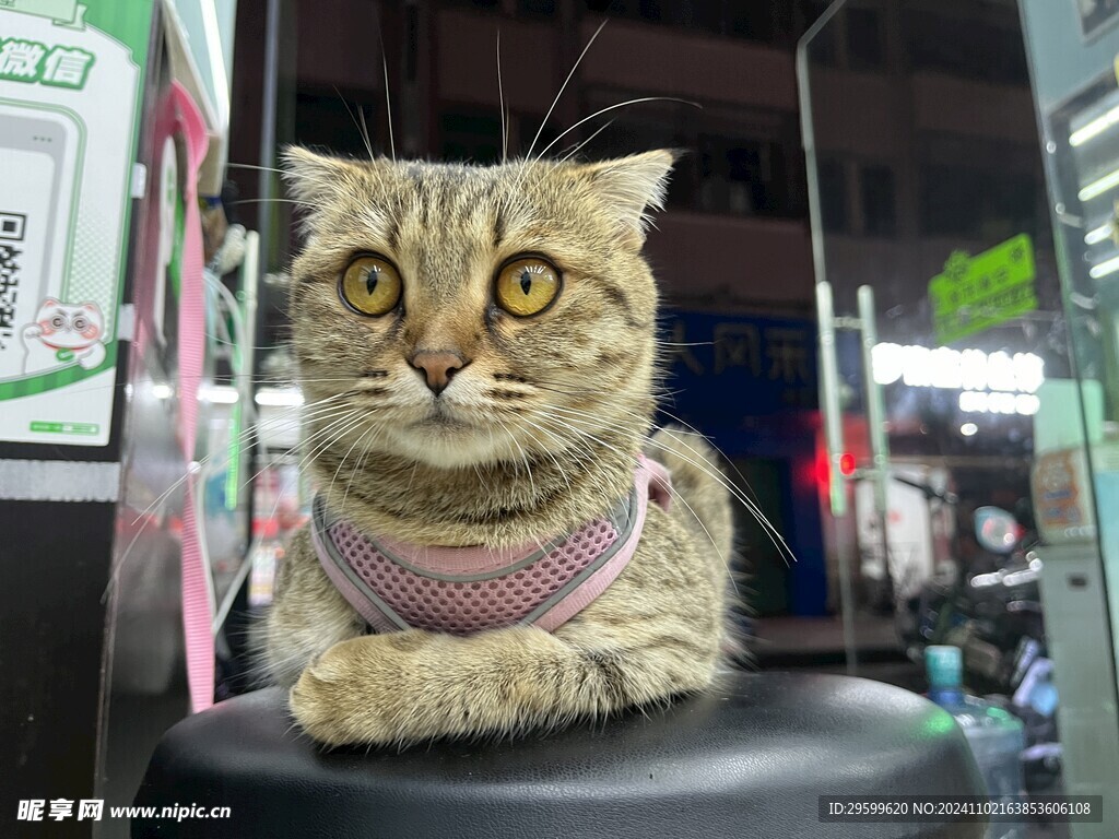 狸花猫 