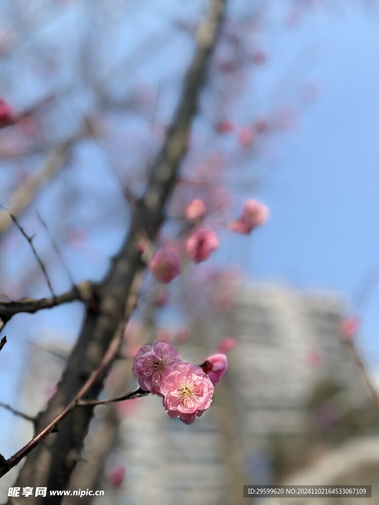 梅花 