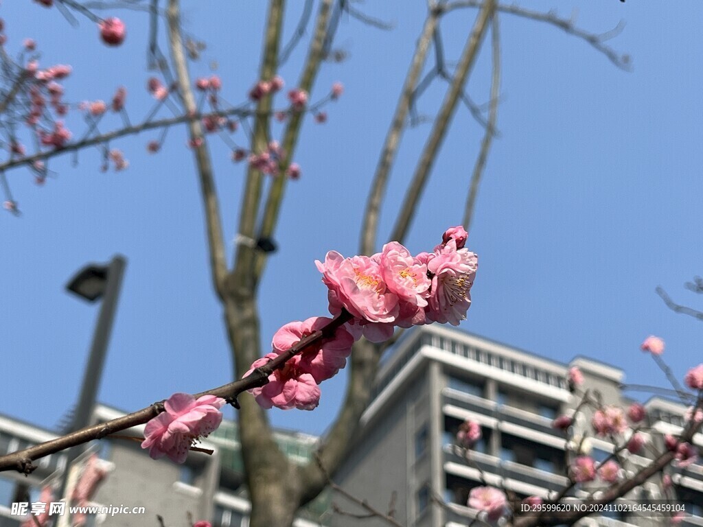 梅花  